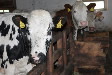 Tiere am Gamperhof - Nring - Liesertal - Eisentratten - Krnten